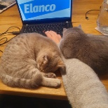 Home office with cats