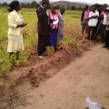 Field day and farmer fieldschool at bonde irrigation scheme buhera Zimbabwe
