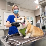Make a resolution to maintain regular visits with your primary veterinarian in the new year.