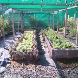 Vegetable garden